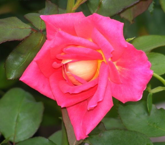 Trump Card photo tc2014_08020019_zps4887767e.jpg